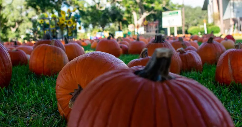 PATTI BLUDAU: Festivals, fundraisers make fall the coolest time of the year