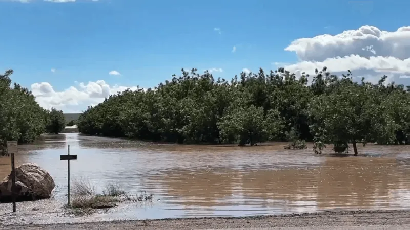 Heavy rain, plant disease leaves Hatch farmers facing chile shortage