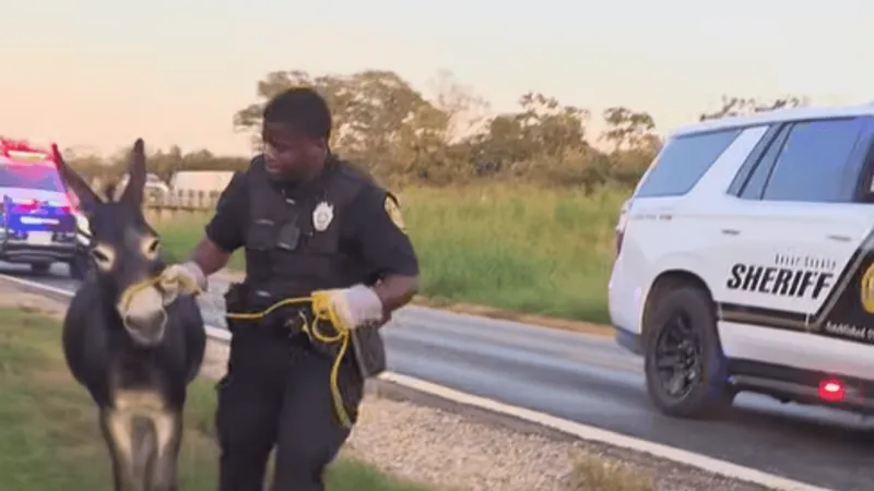 Deputies round up two horses, donkey found wandering dangerously close to I-35