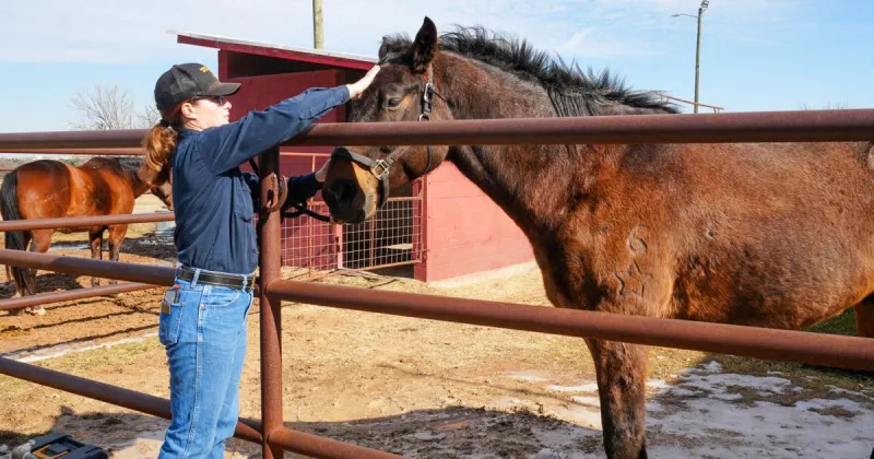 Georgetown equine facility helps veterans heal with horsemanship classes and riding programs