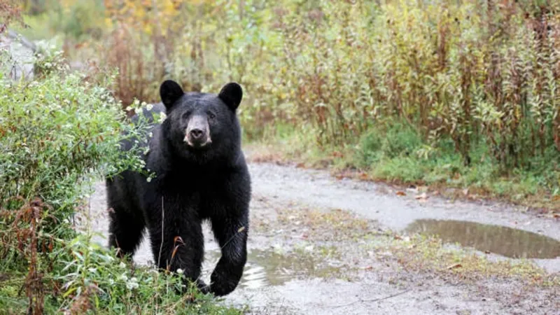 'Exercise extreme caution': Logan police warn residents after frequent bear sightings