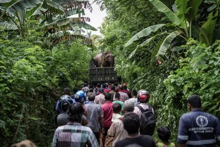 In Sri Lanka, human-elephant conflict takes deadly toll