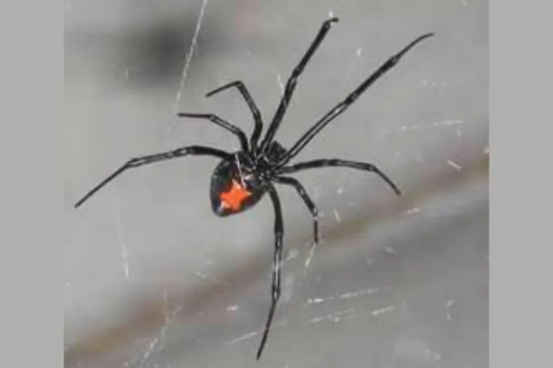 Six Creepy Critters That Want Inside Your West Texas Home