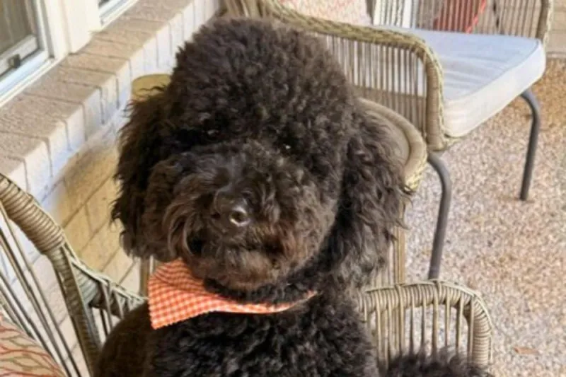 Longview Has a Free Event for Dog Lovers on October 24