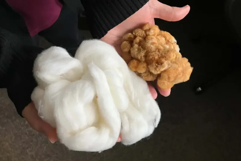 How wild cotton on Mexico's Yucatn Peninsula could improve crops worldwide