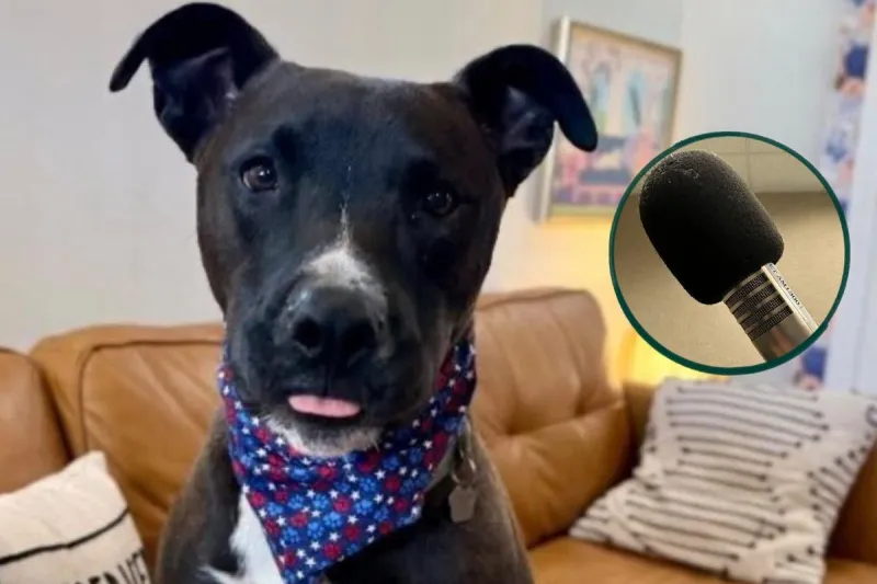 This Texas Studio Is Giving Foster Pets a Voice to Help Them Find Forever Homes