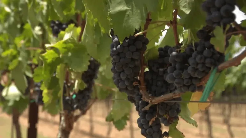 Texas Hill Country Winery Blends Tradition With High-Tech Winemaking