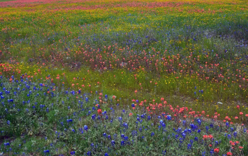 Plant Texas Wildflowers in Fall for Spring 2027 Blooms