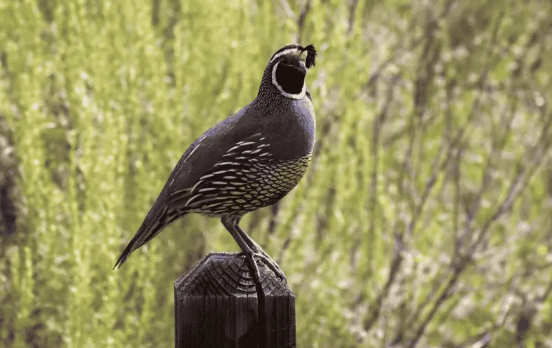 Texas Quail Hunting Outlook: 2026 Season Shows Promise