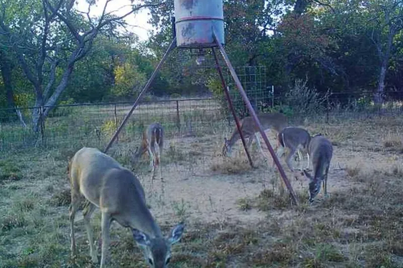 Why Wind Direction Matters Most In Whitetail Hunting