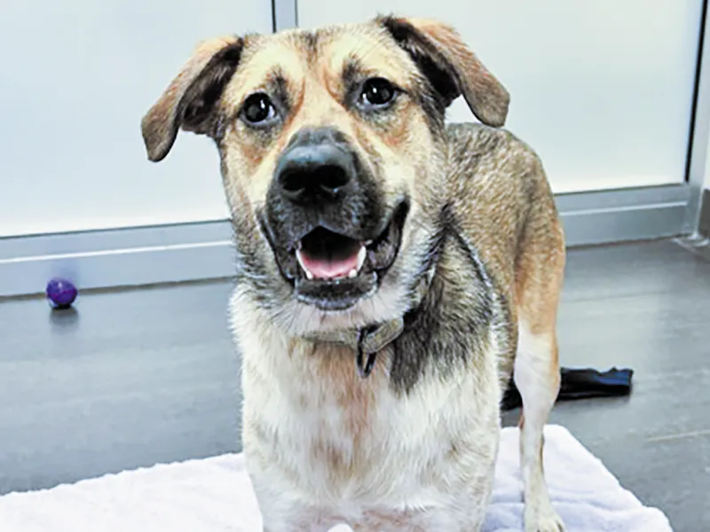 Pet of the week * 10-16-26