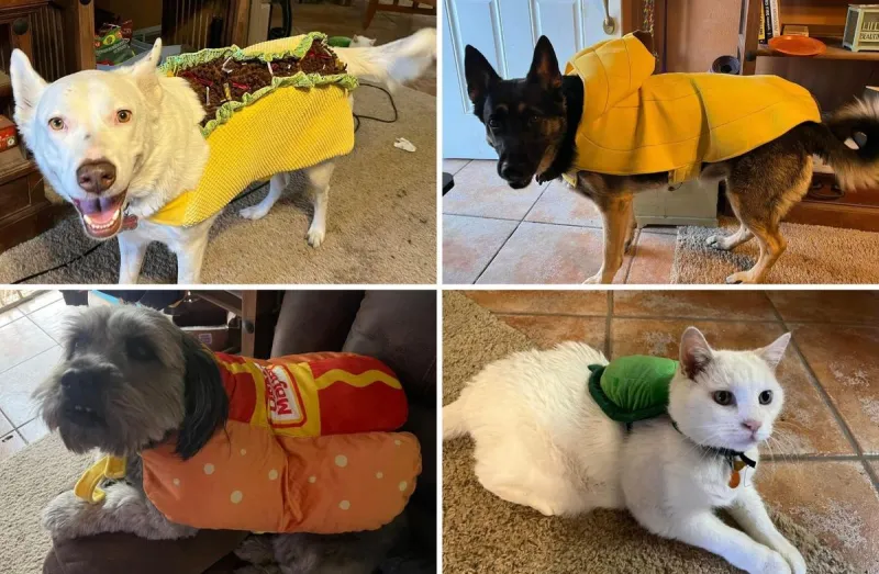 Amarillo-Area Pet Costume Contests Bring Halloween Fur Baby Fun