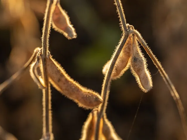 New Wisconsin Crush Plant Could Reshape Soybean Basis