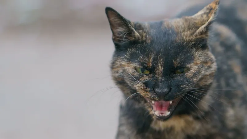 Cat tests positive for rabies in New Braunfels, prompting warning to residents
