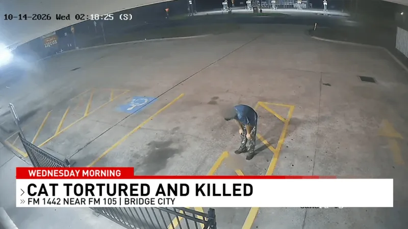 Felony Animal Cruelty: Juvenile charged and sent to detention after cat tortured, killed