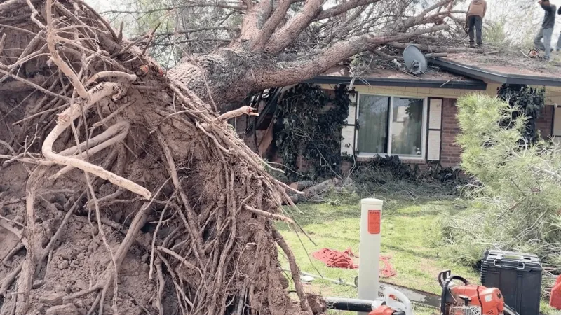 Strong overnight winds uproot tree, damage West El Paso home