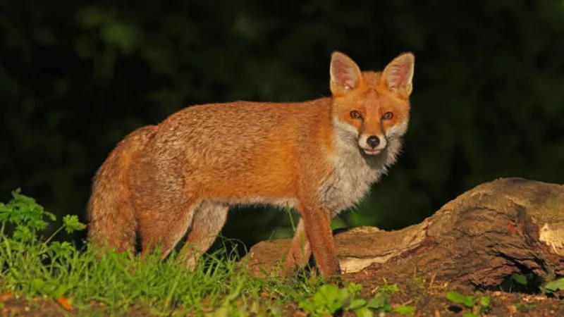 Fox found on Texas State campus tests positive for rabies