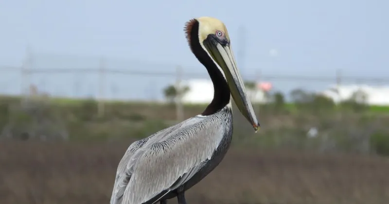 NATURE NOTES: Brown pelican survived near-extinction