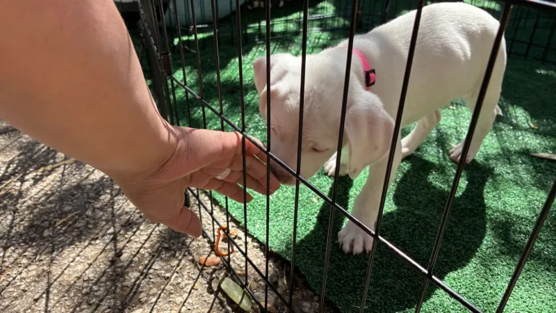 PHOTOS: Dogtober adoption event brings fall fun & pets to Camargo Park