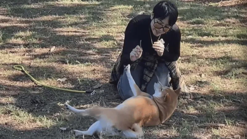 Dozens of Shiba Inus parade through Pease Park