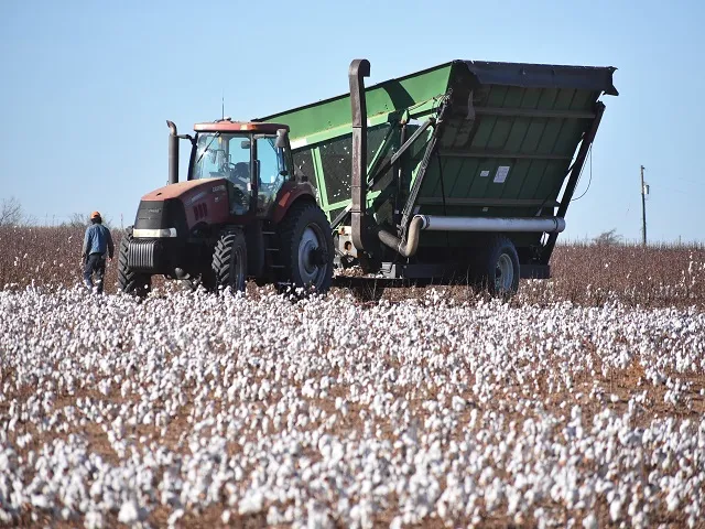 Rain Threatens Open Cotton Across Texas High Plains