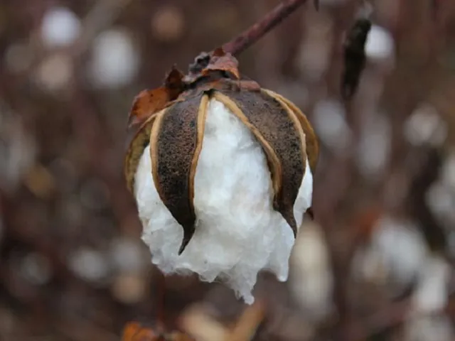 USDA Links Apparel Tariffs To U.S. Cotton Purchases