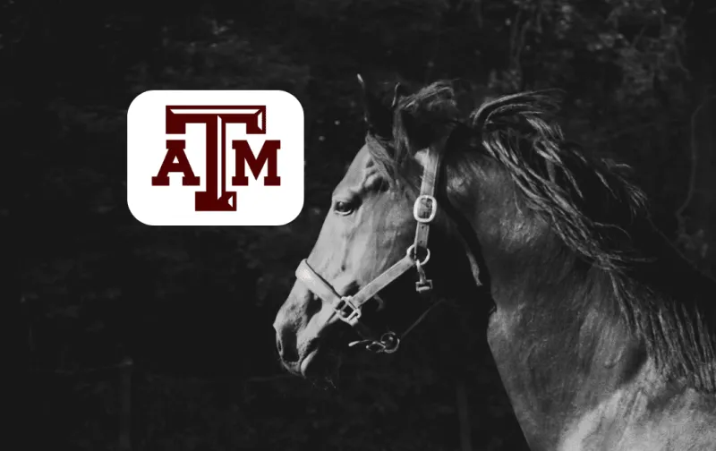 Student-raised ranch horse connects Texas A&M classes with competition
