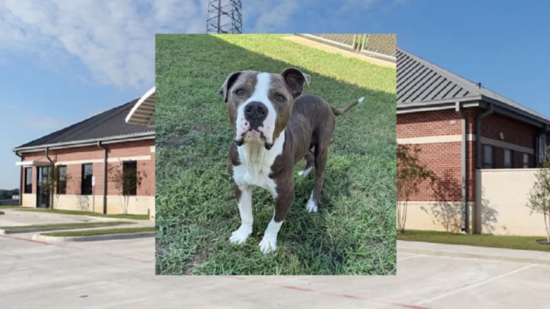 JUNIOR NAMED PET OF THE WEEK