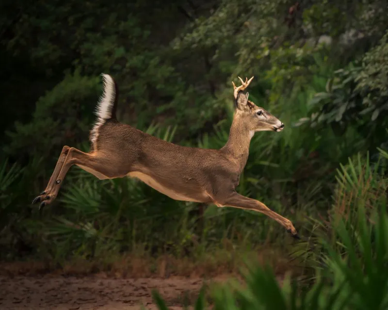 Going Buckwild:A Regional Guide to the 2026 Texas Whitetail Rut