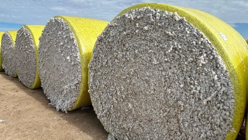 Texas Panhandle cotton harvest hit by drought, early freeze