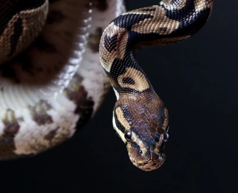 Snake Found At Lubbock Movie Theater