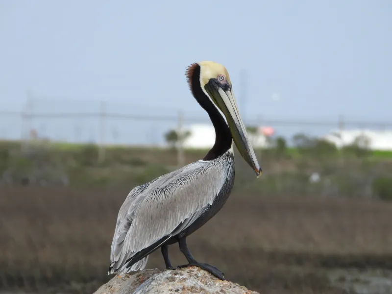 The Brown Pelican