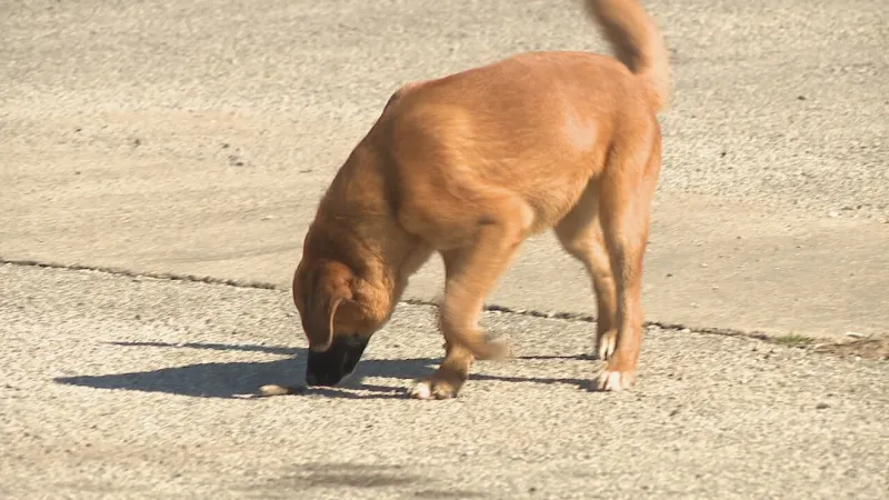 Animal Care Services partners with Southwest Research Institute for roaming dog study