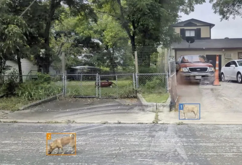 San Antonio turns to AI to study its roaming-dog population
