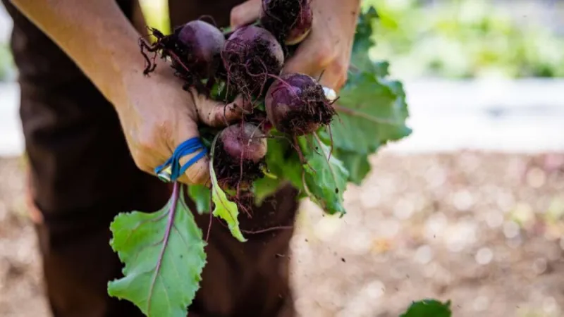Salt Lake chosen as regional hub in USDA reorganization
