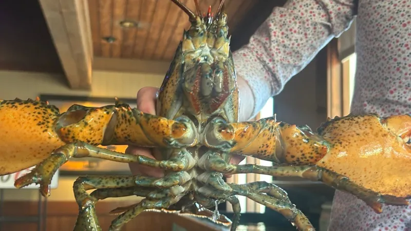 Pregnant lobster discovered at Utah Red Lobster returned to ocean for protection