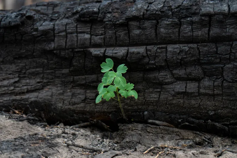 How the forest is already recovering from the Yellow Lake Fire