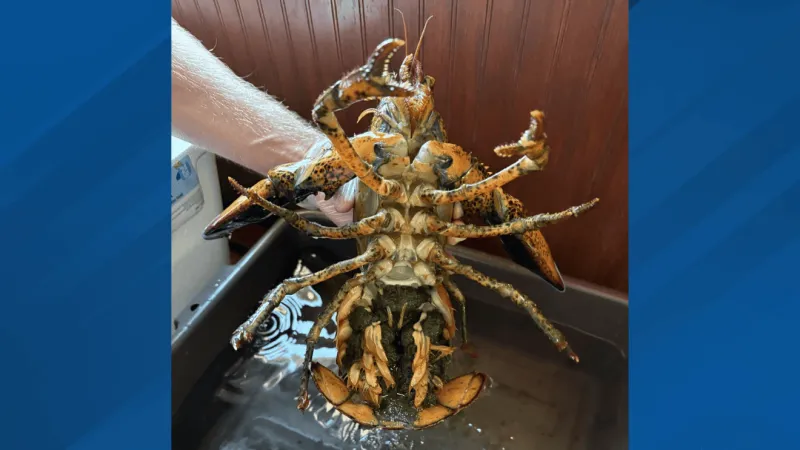 Egg-bearing lobster rescued from St. George Red Lobster dies in transit to Maine