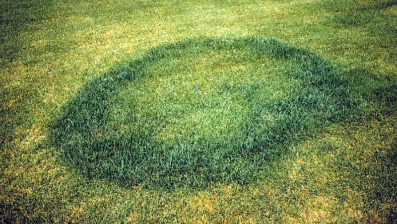 Got lawn problems? It may be one of these fungal diseases