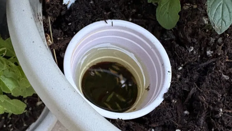KSL Greenhouse Show: Earwig control