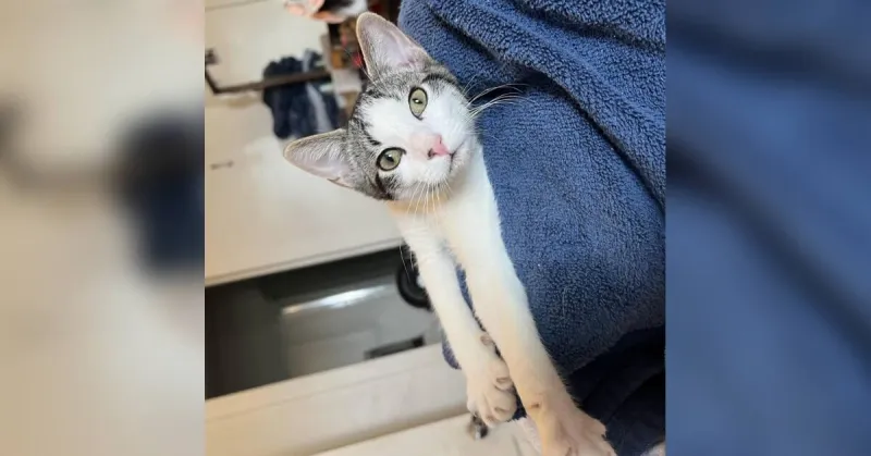 Pet of the Week | Domino