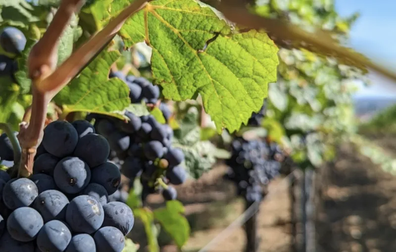 Mountain Wine Storage, Tupelo partner for 'BYOW' Italian Super Tuscan dinner