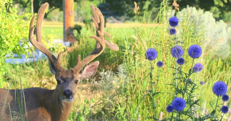 Complex Considerations for Urban Wildlife