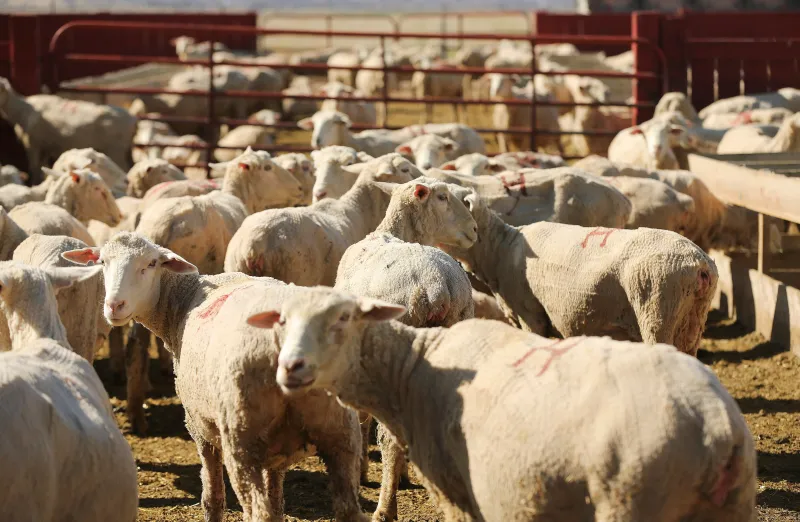 Why Utah Reps. Maloy, Owens say things are baaaaaad for US sheep industry