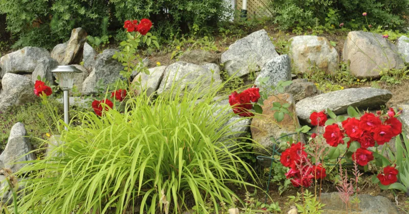 Ask an Expert -- Gardening Tips for Late Summer Splendor
