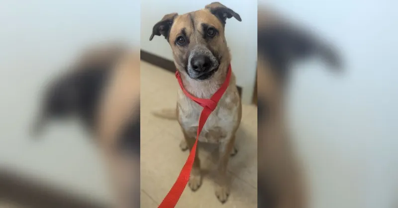 Emery Telcom's Pet of the Week | Dutchess