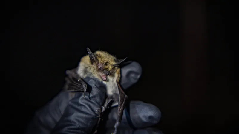 DWR to host events showcasing southeastern Utah bats