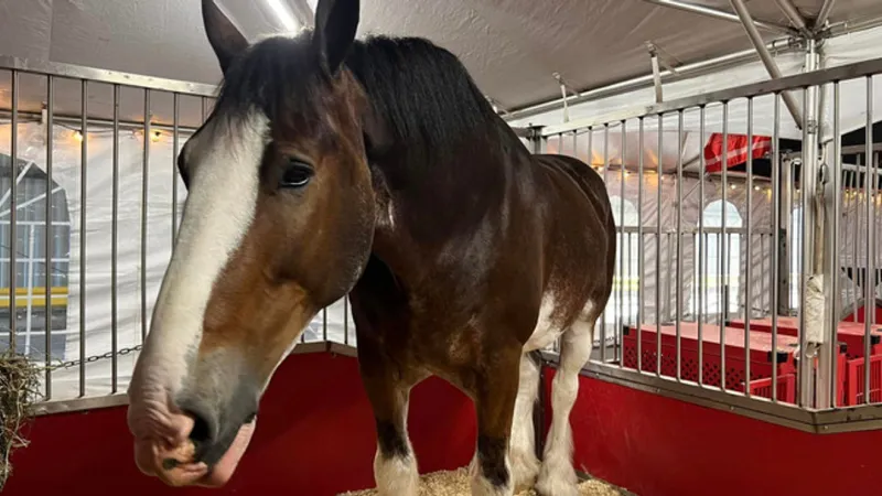 Bristol Christmas Parade set for Thursday; famous Budweiser Clydesdales expected