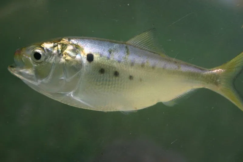 VMRC considering limiting menhaden fishing in the Chesapeake Bay