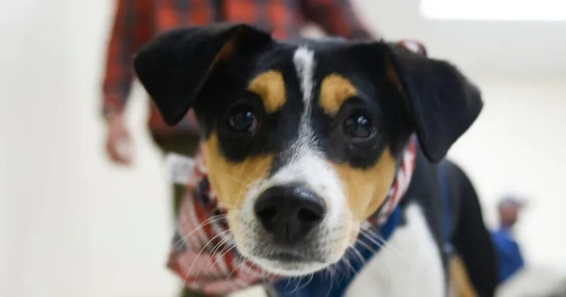 Va. soldiers reunite with dogs rescued during deployment